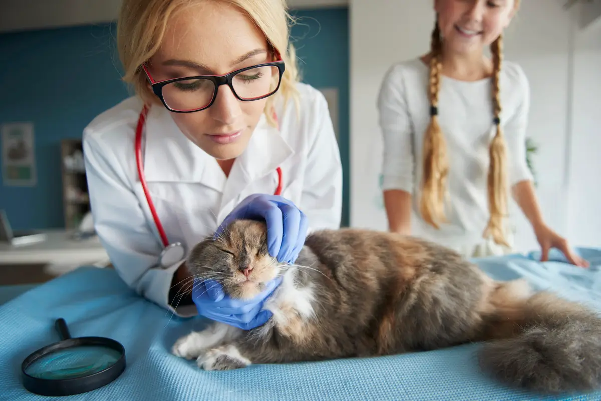Digitaler Check-in zur Vorbereitung auf Untersuchungen in Tierarztpraxis oder Tierklinik.